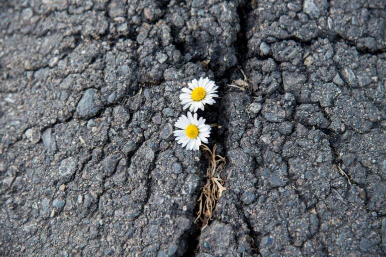 Deux fleurs blanches poussent à travers une fissure dans l’asphalte, symbolisant la résilience, l’espérance et la lumière au milieu des épreuves.