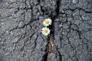 Deux fleurs blanches poussent à travers une fissure dans l’asphalte, symbolisant la résilience, l’espérance et la lumière au milieu des épreuves.
